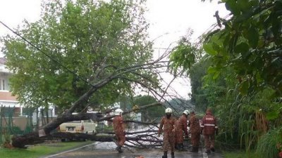 金枝路德敏慕尼花园发生树倒事故，阻碍当地交通而出动消拯人员来移开树木。