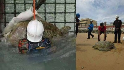 大海龟受困在发电厂闸门中进退不得，获消拯人员救出。之后，获救上岸的大海龟，被放回海洋。