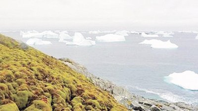 科学家发现，整个南极半岛的苔藓对气候变迁都有反应。