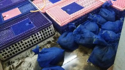 执法人员发现穿山甲被蓝色塑料袋包裹，多达141只。