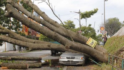 大树遭狂风连根拔起，压毁一旁送修的轿车。 （摄影：李家俊）