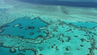 澳洲大堡礁近年面临严重的珊瑚白化灾难。