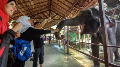 A'Famosa野生动物园未来将带给访客更多新体验，包括近距离喂食动物。