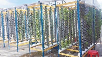 垂直式水耕种植法不但可善用空置的天台空间，也能在有限的空间下，种植最多的蔬菜。