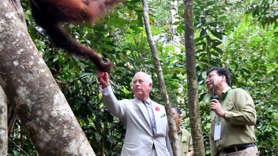查尔斯（左）周一参观实蒙谷野生物中心，在工作人员陪同下，与野生人猿进行互动并喂食人猿。
