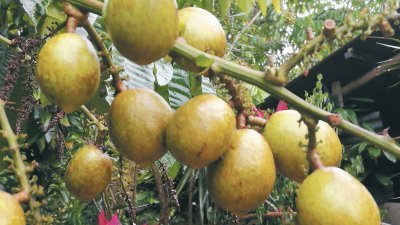 一串巴西龙眼称重约1公斤，成年的果树一年可产出2季水果。