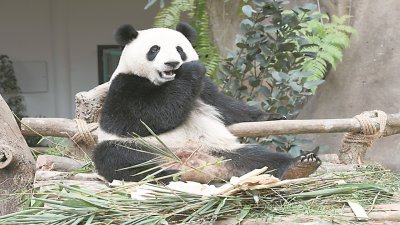 “再见了，暖暖”，大马出生的熊猫“暖暖”将于周二送返中国。  -档案图-