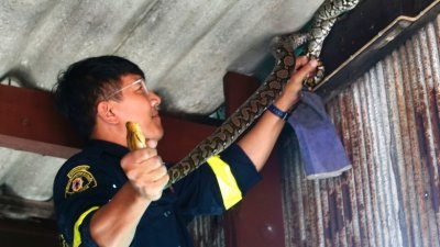 曼谷的消防员捉蛇多过灭火。