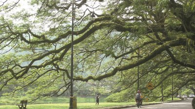 雨树步行街12月15日起全面禁止车辆驶入，届时民众与游客将能安全悠然地步行饱览太平湖公园，特别是“翠臂擒波”美景。