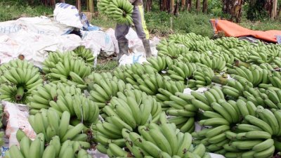 柔州有多达1万396公顷土地种植香蕉，除了本地销售，也出口至国外。