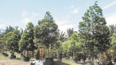 约有4至5公尺高的成年树木，每棵批发价约为500至800令吉。