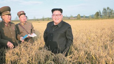 朝鲜官媒周六发布照片，显示最高领导人金正恩视察试点农田，为一种含高蛋白质的新培育农作物改名为“蛋白草”。金正恩见到犹如金色浪花的稻田时，笑不拢嘴。
