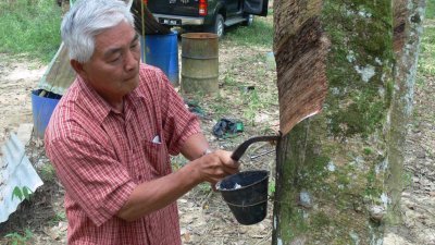 许多小园主因没有“树胶售卖证明卡”（青卡）而无法申请大马橡胶局发放的雨季援助金。