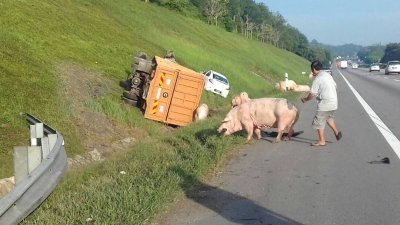 罗里翻覆后，14只猪只在南北大道上“游荡”。