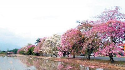 如诗如画的大马樱花会在3月盛开，旅客要看美景可要选对时机。