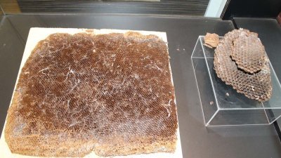 蜜蜂由于有酿蜜所以蜂巢（左）较湿润，虎头蜂不酿蜜，蜂巢（右）显得干燥。