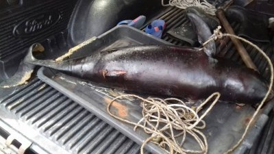 疑是海豚的海洋生物被发现搁浅在麻河岸边时，已无生命气息。(照片由消拯局提供)