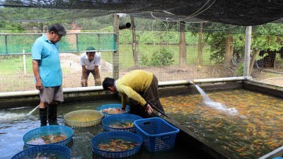 端洛百利新村为州内的鲤鱼养殖基地，销售额更达到每年150万令吉，惟养殖户目前却面对被驱赶的窘境。