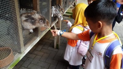 在甘孟山的野生动物园为民众提供许多与动物接触的机会，包括喂兔子、小象、猴子、小鸟和熊等。