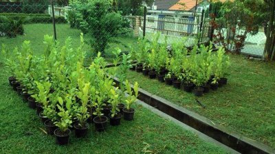 郑雨周购买150棵柠檬树的小树苗，希望结果后能与丹绒武雅区的居民一起分享。