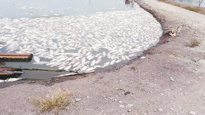 池塘养殖鱼因抽入污染海水而死亡。