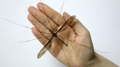 这是在成都青城山发现的世界最大蚊子个体，其翅膀展开达到11公分宽，身长近5公分。