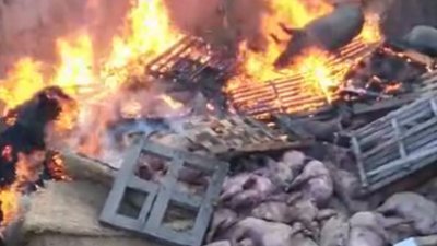 沈阳当局扑杀913只猪，并焚烧猪只尸体。