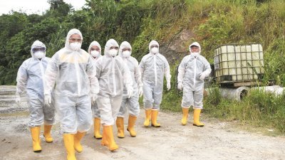 沙巴州兽医局官员周五进入养殖场，穿戴完整的消毒装备，进行检验的工作。