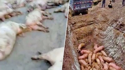 中国辽宁沈阳市近日爆发非洲猪瘟疫情，染病的生猪死亡率100%。当局已经划出疫区进行封锁，活埋生猪等。