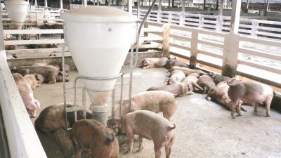 传统式养猪场必须从2019年起，改为封闭式养猪场。