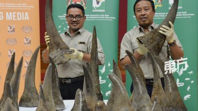 沙尔曼（左）和阿都卡迪尔展示大马半岛野生动物保护及国家公园局成功起获约116公斤重的50只犀牛角。（摄影：曾钲勤）
