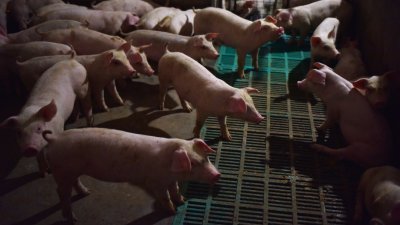 这是河南省洛阳市宜阳县的一个养猪场，猪只在猪圈中活动。中国的非洲猪瘟疫情，从辽宁省蔓延至河南省、江苏省、浙江省和安徽省。