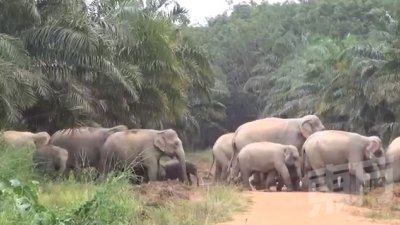 社交媒体流传野象群在柔佛州加亨一带出没的视频，引起疯传。柔州野生动物保护及国家公园局局长嘉玛鲁纳西尔查证后发现，视频很有可能是两年前在泰国所拍摄。（图截自视频）