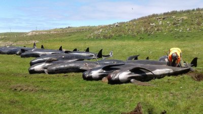 多头搁浅的领航鲸尸体，被摆放在查塔姆群岛海岸的草地上，工作人员在一旁检查鲸鱼的尸体。