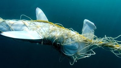 一头濒危的双髻鲨被澳洲当局设置在大堡礁的渔网缠住。