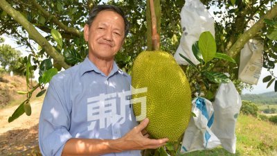 邓锡安表示，菠萝蜜虽然容易种植，不过却必须非常照顾细节。
