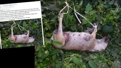 一名网民在社交媒体发帖文，指威中有一只母狗遭人强暴至死。帖主指施暴者以绳子吊绑著母狗的四肢，让其无法逃脱。