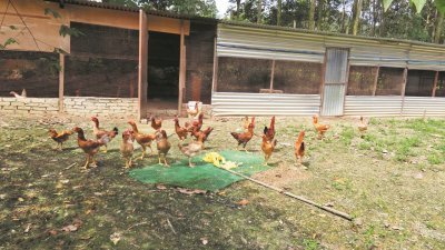 朱汉伟在一英亩宽的地段饲养菜园鸡， 并让它们得以自由自在地在草地上跑动。