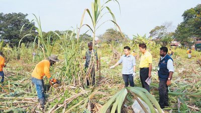 刘国南（右3）视察市政厅园艺组动手以电锯清理种满草场一隅的甘蔗树。右起为朱锦球。