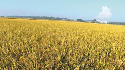 金黄色的稻田，供应了许多米饭给我们，但在气候变迁下，未来的产量或许会减少。