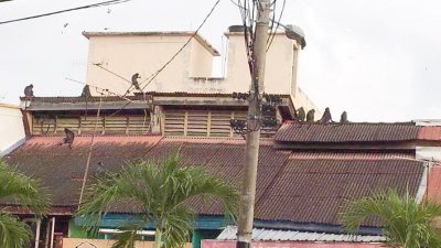 高渊市民提供照片，指一群野猴在日间于住宅区的屋顶嬉闹。