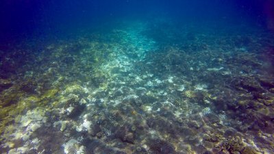 澳洲著名世界自然遗产大堡礁不仅面对白化危机，而专吃珊瑚藻的“棘冠海星”大量的繁殖，也对其构成严重威胁。