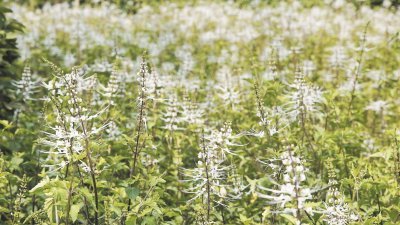 富康有限公司坚持以草药制成品为主要业务，特别是让创办人起家的猫须草，更是购地大量种植。