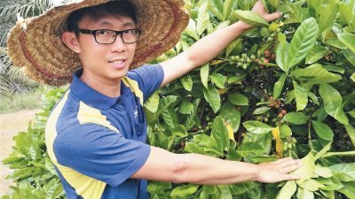 刘道俊年纪轻轻，即回乡帮忙打理占地5 0 亩的“赖比瑞亚”咖啡园，誓言要延续南洋咖啡的精髓。