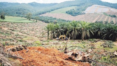 铲泥机展开工程，让武吉巴容失去原本的绿色环境。