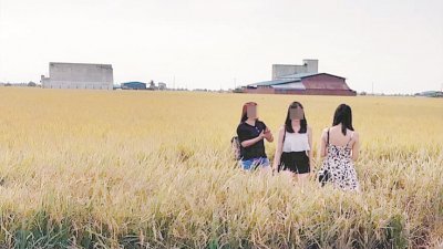 游客为了拍摄身处“黄金穗海”的画面，随意走入稻田内拍照，殊不知会因此踩扁稻穗，摧毁稻农的心血。