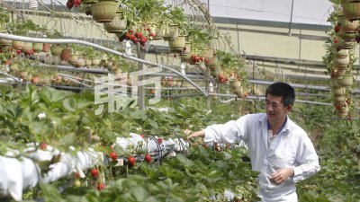 庄文贵采用3大方法种植草莓，即植物音响、碳元素碱性种植法及植物干细胞。