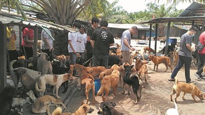 流浪狗是各个国家都正面对的问题，马来西亚也不例外。其中柔佛希望护生园目前收留著3000只流浪狗，这些年来也积极鼓励人们“领养代替购买”。