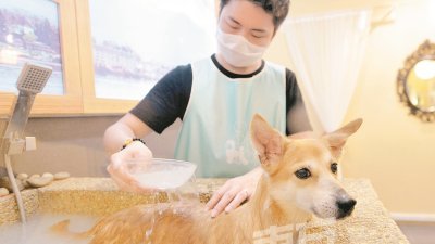 狗主可以每个月带宠物到美容中心做水疗，每次疗程预计耗时一小时，且价格合理，不会造成狗主的沉重负担。