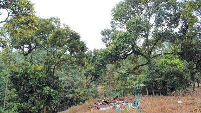 巴力士隆港脚内拥有一大片榴梿园，今年因气候好的关系，榴梿树上可见果实累累。